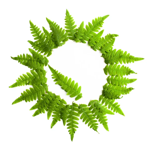 Fern frond frame circle. Polypodiophyta plant leaves decoration on white background. Midsummer background — Stock Photo, Image