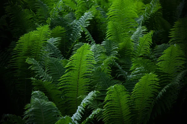 Fougères beautées feuilles feuillage vert naturel fond de fougère florale. Journée du milieu de l'été . — Photo