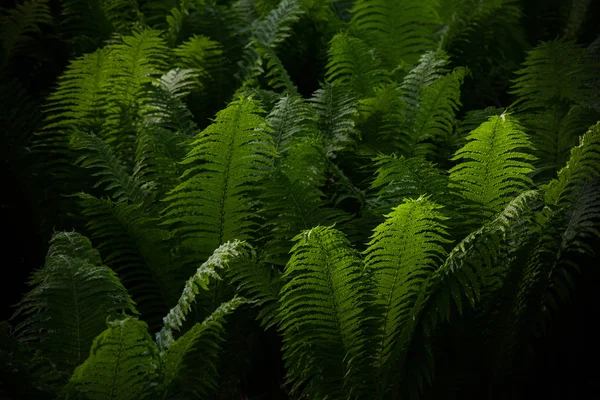 Pakis Beautyful daun dedaunan hijau bunga alami latar belakang pakis. Midsummer Day . — Stok Foto