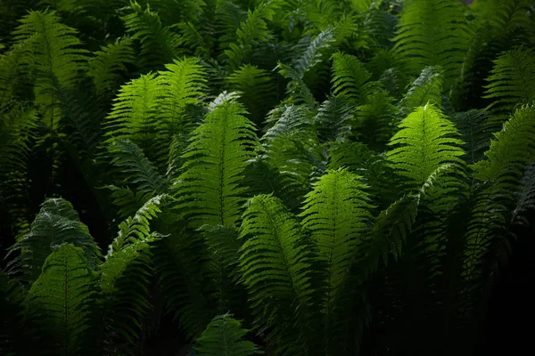 Beautyful ferns yeşil yeşillik doğal çiçek fern arka plan bırakır. Yaz ortası günü. — Stok fotoğraf