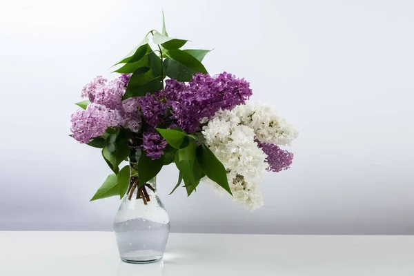 Квіти бузку у вазі на білому тлі — стокове фото