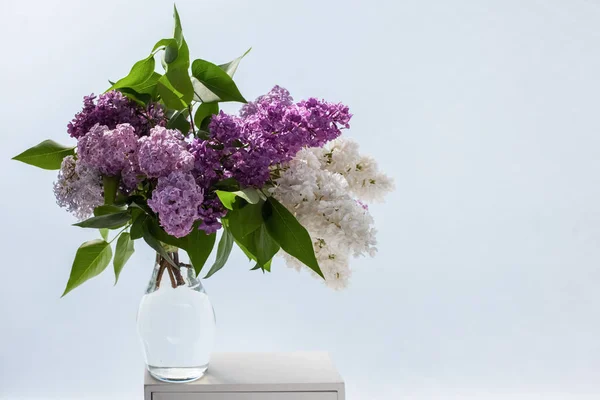 Сирень цветы в вазе на белом фоне — стоковое фото