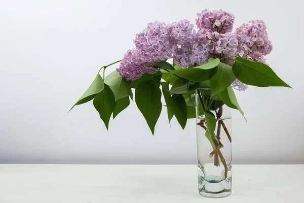 Fleurs de lilas en vase sur fond blanc — Photo