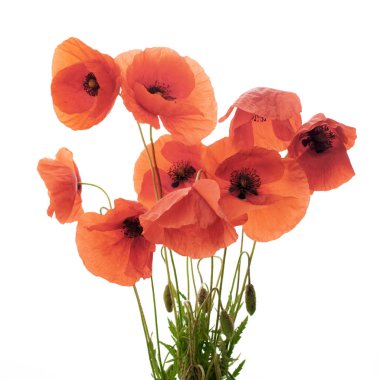 Üst üste beyaz üzerine kırmızı haşhaş çiçekler.