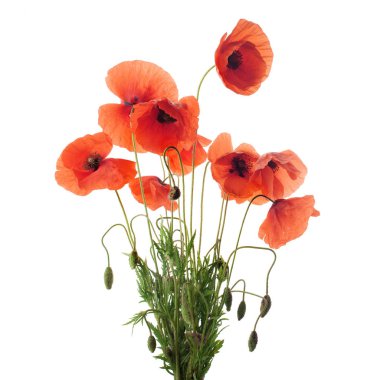 Üst üste beyaz üzerine kırmızı haşhaş çiçekler.