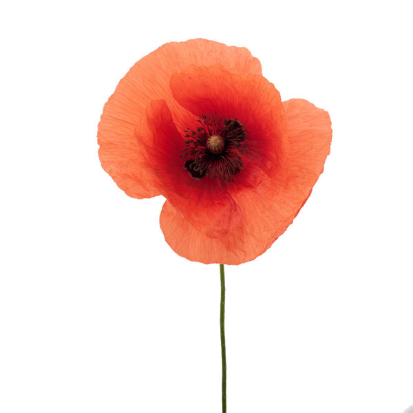 bright red poppy flower isolated on white