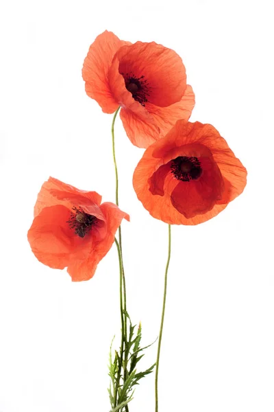 Red poppy flowers in a row on white. — Stock Photo, Image