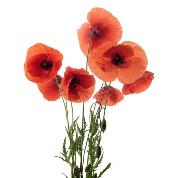 Red poppy flowers in a row on white. — Stock Photo, Image