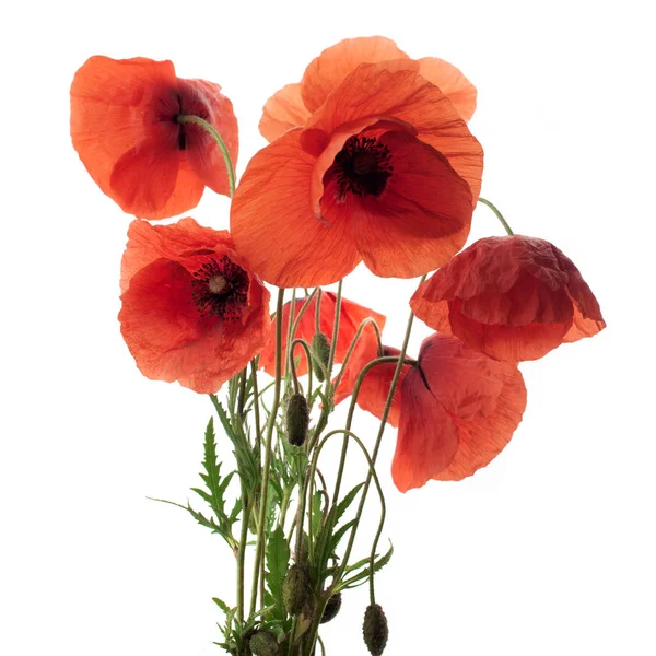 Üst üste beyaz üzerine kırmızı haşhaş çiçekler.