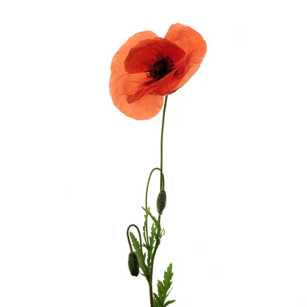 Bright red poppy flower isolated on white — Stock Photo, Image