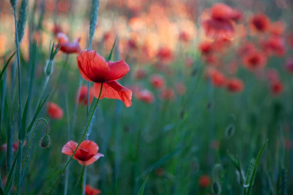 Kırmızı poppies parlak akşam ışık alan — Stok fotoğraf