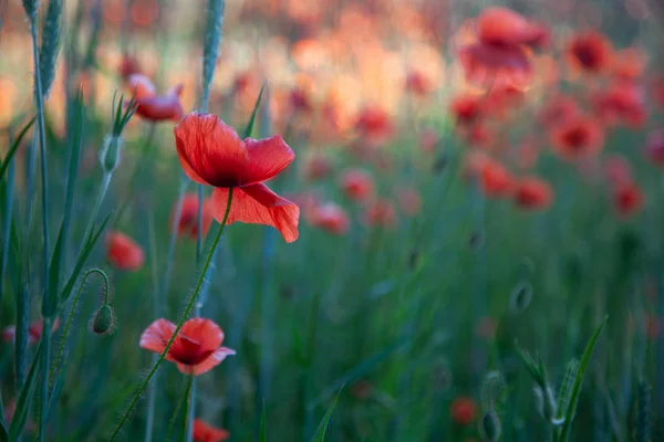 Champ de coquelicots rouges dans la lumière vive du soir — Photo