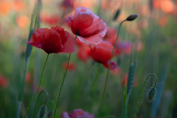 Champ de coquelicots rouges dans la lumière vive du soir — Photo