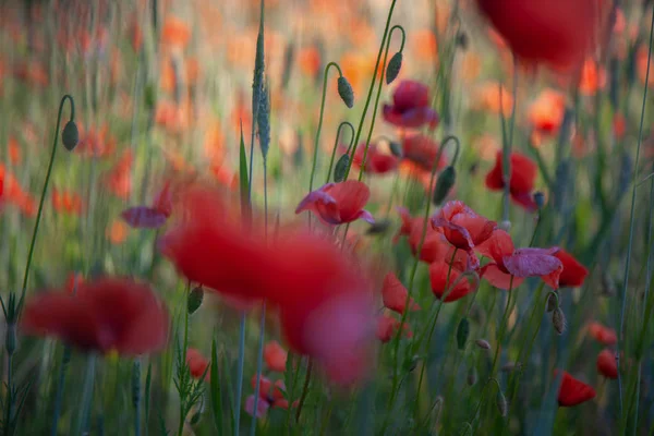 Kırmızı poppies parlak akşam ışık alan — Stok fotoğraf