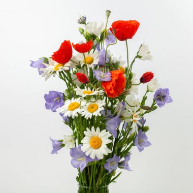 Kır çiçeği vecize beyaz arka plan üzerinde.