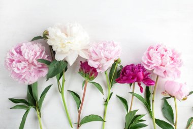 Açık renkli güzel pembe Peonie çiçek