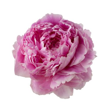 pembe Şakayık çiçeği üzerinde beyaz izole