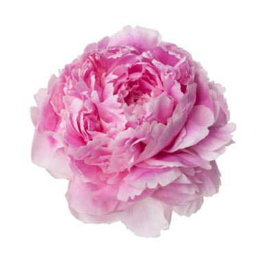 pembe Şakayık çiçeği üzerinde beyaz izole