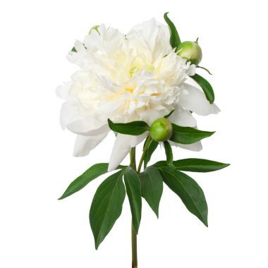 Şakayık çiçekleri beyaz izole