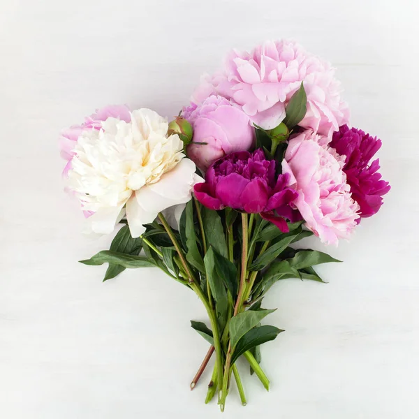 Vacker rosa Peonie blomma på ljus bakgrund — Stockfoto