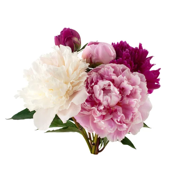 Peony bunch geïsoleerd op witte achtergrond — Stockfoto