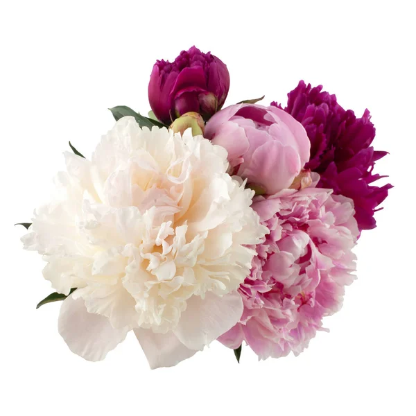 Şakayık demet izole üzerinde beyaz arka plan