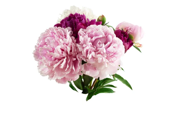 Kleurrijke Peony Bunch Geïsoleerd Witte Achtergrond — Stockfoto