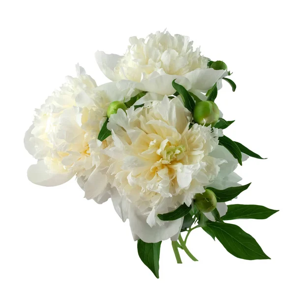 白色的牡丹花 — 图库照片
