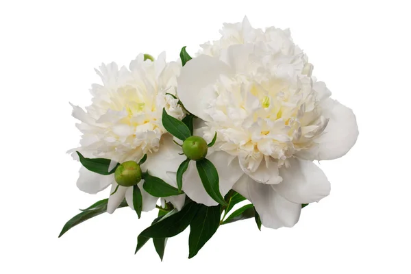 白色的牡丹花 — 图库照片