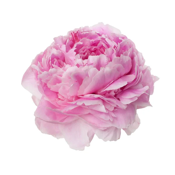 粉色牡丹花上白色隔离 — 图库照片