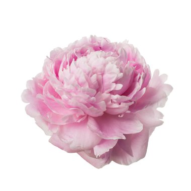 pembe Şakayık çiçeği üzerinde beyaz izole