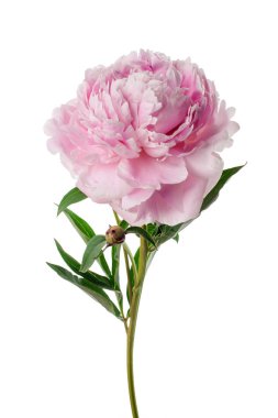 pembe Şakayık çiçeği üzerinde beyaz izole