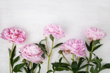 Açık renkli güzel pembe Peonie çiçek