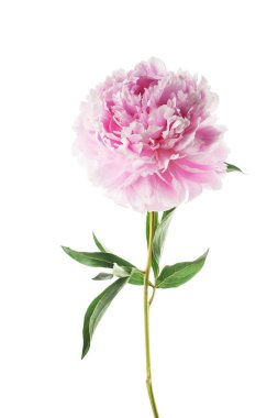 pembe Şakayık çiçeği üzerinde beyaz izole