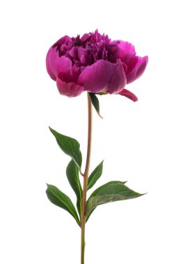 pembe Şakayık çiçeği üzerinde beyaz izole