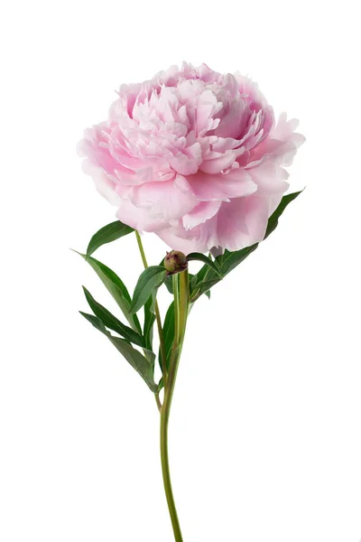 Rózsaszín pünkösdi rózsa virág elszigetelt fehér — Stock Fotó