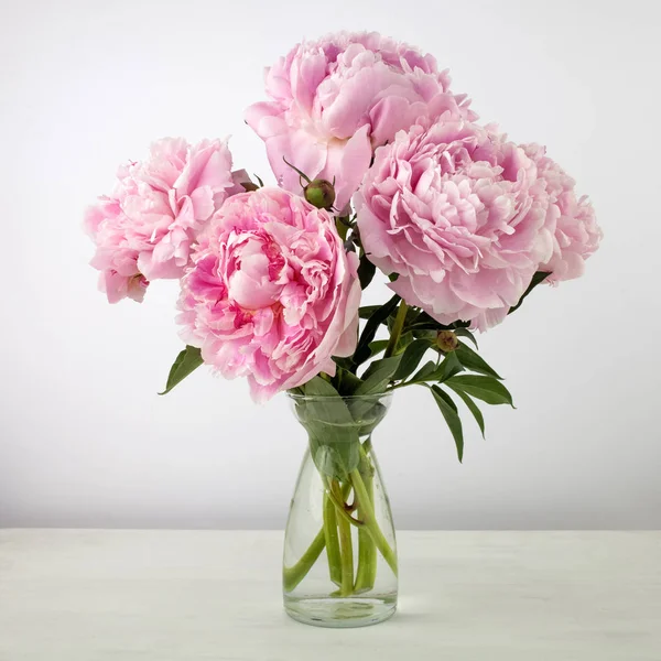 Vacker rosa Peonie blomma på ljus bakgrund — Stockfoto