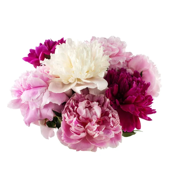 Peony bunch geïsoleerd op witte achtergrond — Stockfoto