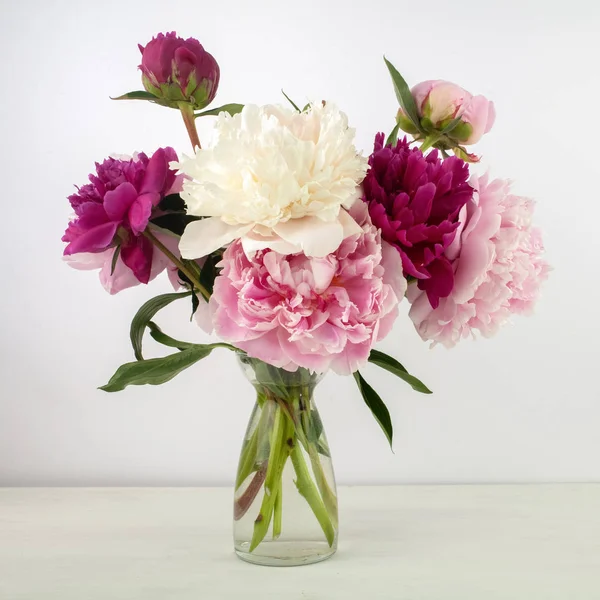 Schöne rosa Pfingstrose Blume auf hellem Hintergrund — Stockfoto