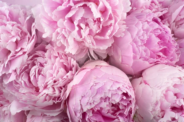 Beautiful peonies. Bouquet of pink peony background. Stock Photo