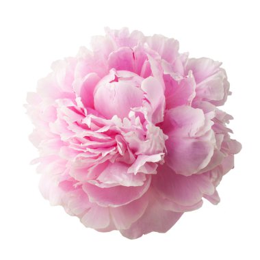 Pembe şakayık beyaz arkaplanda izole edilmiş