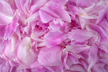 pembe peony çiçek petal arka plan. Paeonia lactiflora.