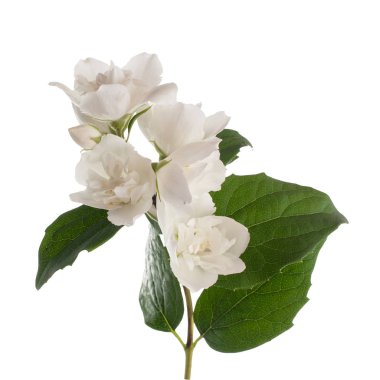 Yasemin çiçekleri beyaz zemin üzerine izole Şubesi재 스민 꽃 흰색 배경에 고립의 지점