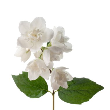 Yasemin çiçekleri beyaz zemin üzerine izole Şubesi재 스민 꽃 흰색 배경에 고립의 지점