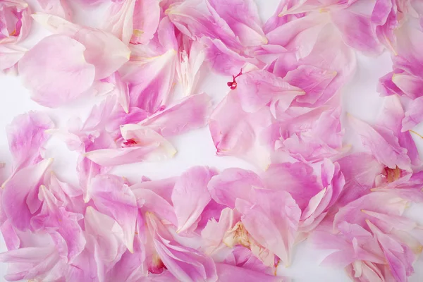 Rosa pion blomma kronblad bakgrund. Paeonia lactiflora. — Stockfoto