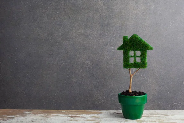 Green plant in pot shaped like house — Stock Photo, Image