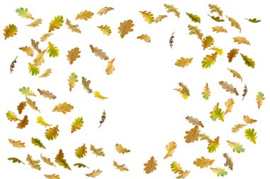 Renkli sonbahar yapraklarının kenarlık çerçevesi beyaz üzerine izole edilmiş