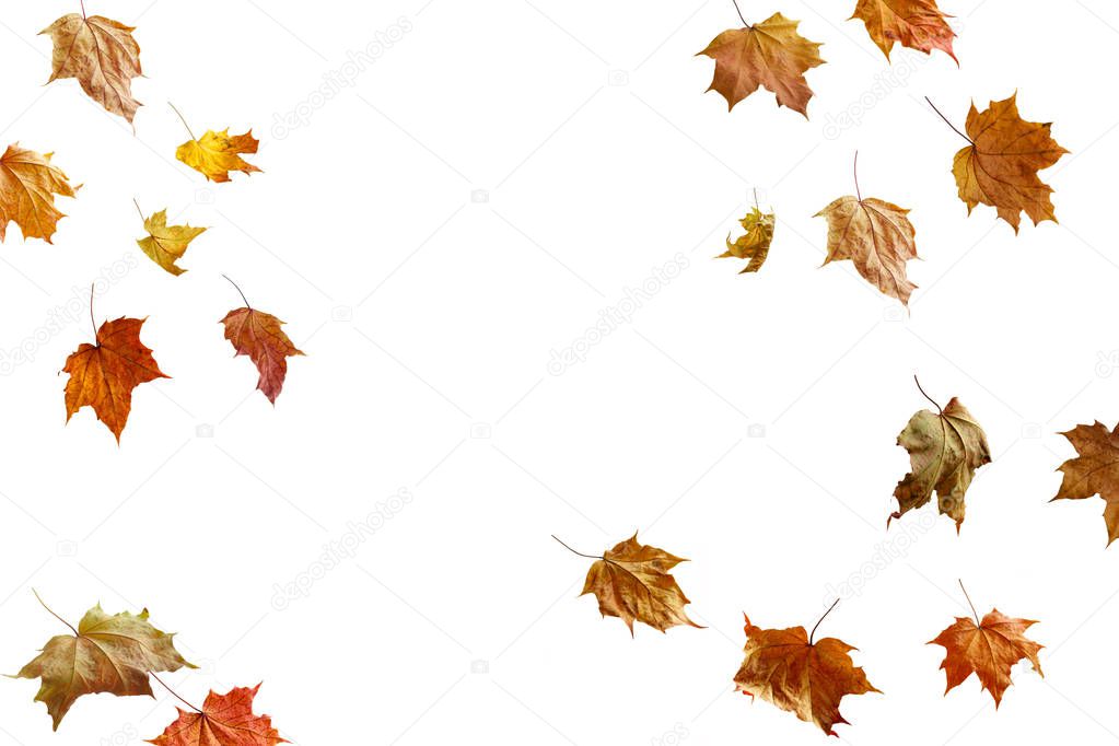 border frame of colorful autumn leaves isolated on white