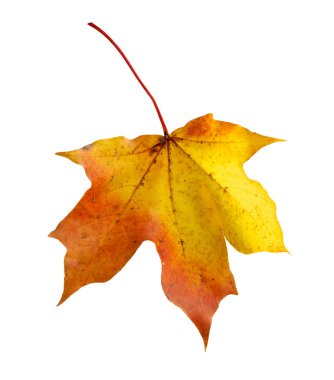 renkli sonbahar akçaağaç yaprağı üzerinde beyaz izole