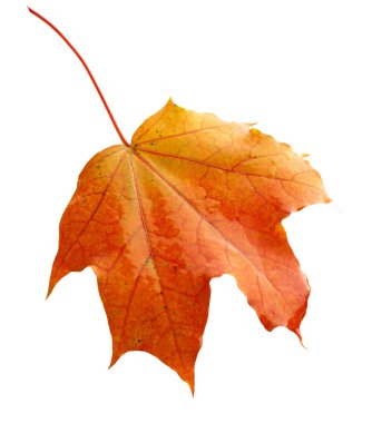 renkli sonbahar akçaağaç yaprağı üzerinde beyaz izole